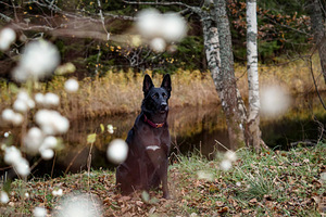 Emane saksa lambakoer otsib isast (3 foto / 4)