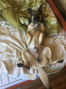 Pois. Kutsikate jaoks. Malinois Kutsikate jaoks.Malinois (5 foto / 10)