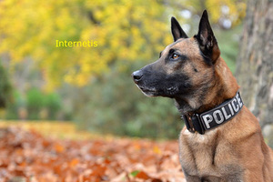 Pois. Kutsikate jaoks. Malinois Kutsikate jaoks.Malinois (8 foto / 10)