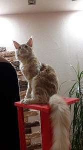 Котят мейн-кунят