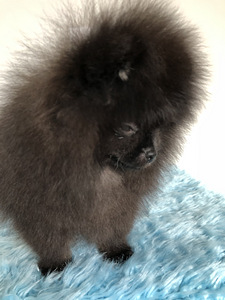Pommeri spitsi kutsikas (5 foto / 10)