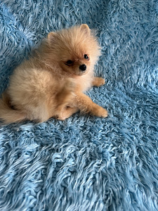 Miniatuurne pomeranian kutsikas (2 foto / 7)