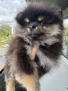 Pomeranian spitsi kutsikas (5 foto / 6)