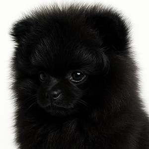 Pomeranian kutsikas (2 foto / 7)