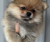 Pomeranian kutsikas