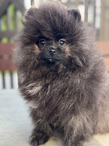 Eksklusiivne tiigrikarva pomeraniani superkutsikas (3 foto / 10)