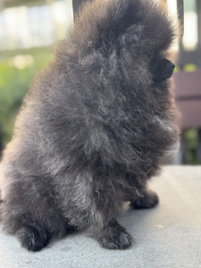 Eksklusiivne tiigrikarva pomeraniani superkutsikas (9 foto / 10)