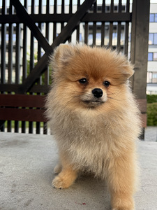 Pomeranian kutsikas (3 foto / 6)
