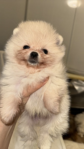 Pomeranian kutsikas (1 foto / 6)