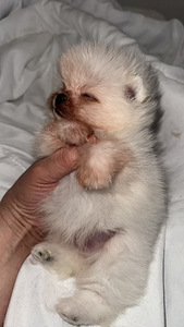 Pomeranian kutsikas (3 foto / 6)