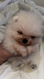 Pomeranian kutsikas (5 foto / 6)