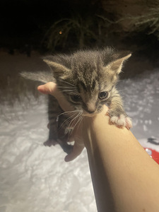 Котенок (1 фото из 5)