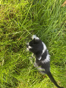 Kassipojad (4 foto / 5)