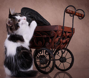 Kuriili bobtail´i kassipojad (3 foto / 3)