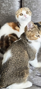 Котята шотландский породы (3 фото из 5)