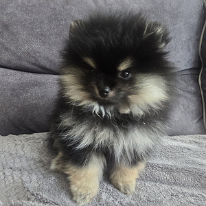 Pomeranian (1 foto / 6)