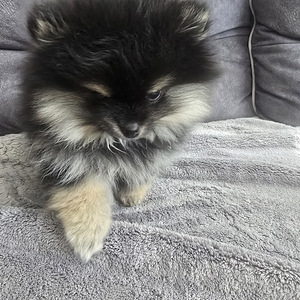 Pomeranian (2 foto / 6)