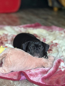 American Bully