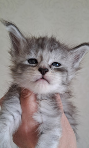 MAINE COON TOUTUNNISTUSEGA