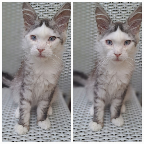 MAINE COON TOUTUNNISTUSEGA