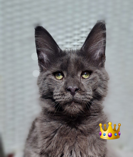 Maine coon toutunnistusega