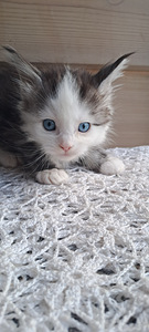 Maine coon isane (6 foto / 6)