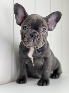 Prantsuse bulldogi (3 foto / 4)