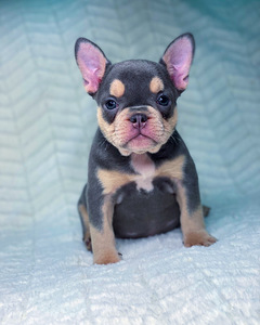 Prantsuse buldog (3 foto / 5)