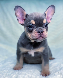 Prantsuse buldog (4 foto / 5)