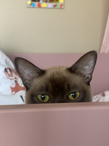 Коты Бурма (7 фото из 7)