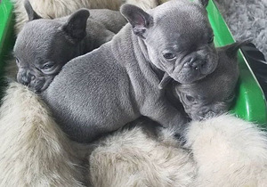 French Bulldog puppies (2 photo of 3)