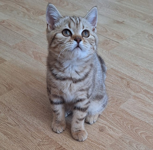 Котята (1 фото из 3)