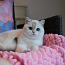 Briti lühikarvaline emane kass (foto #1)