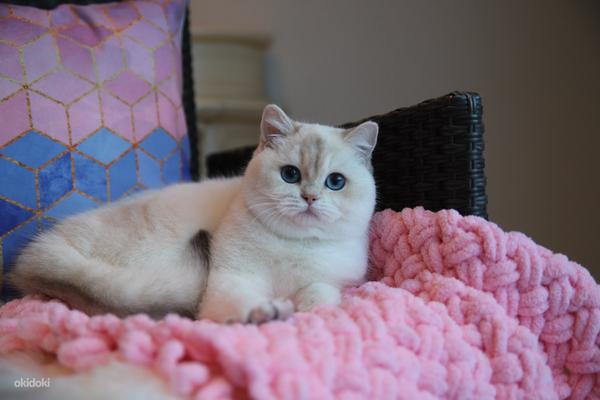 Британская короткошерстная кошка (фото #1)