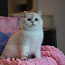 Briti lühikarvaline emane kass (foto #2)