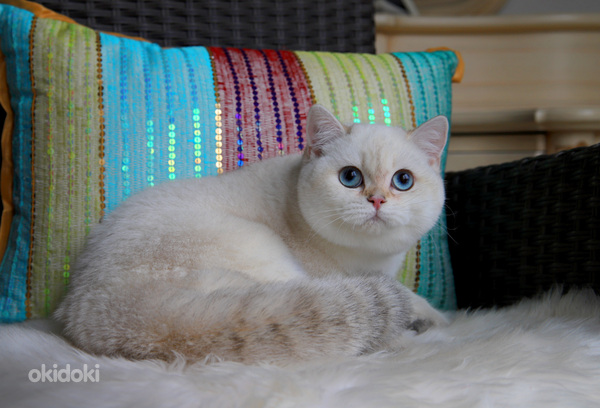 Британский короткошерстный котенок (фото #2)