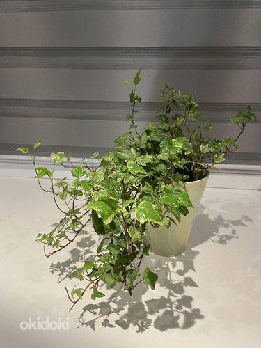 Hedera Helix White Ripple