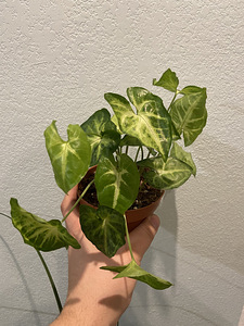Syngonium White Butterfly (1 foto / 1)
