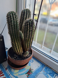 Aloe ja kaktus pottides (3 foto / 5)