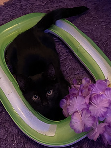 Kaunis musta tyttö kissanpentu jouluksi kotiin (4 valokuva sivusta 7)