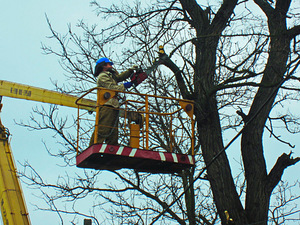 Puude lõikamine, raiemine, Arborist, langetamine (2 foto / 2)
