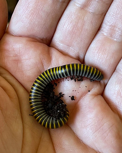 Tutatjalad Anadenobolus monilicornis/ Kivsyaki (1 foto / 4)