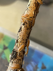 Puutäi Porcellionides pruinosus oranž (2 foto / 3)