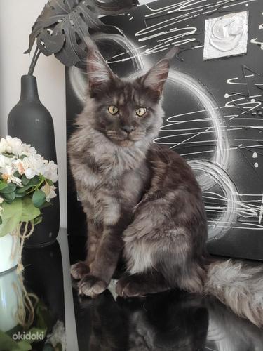 Maine coon (foto #1)