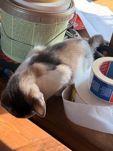 Котята (2 фото из 6)