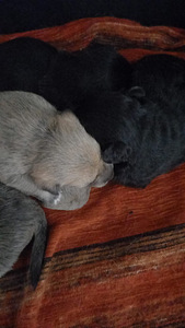 Müüa sülekoera kutsikad (2 foto / 2)
