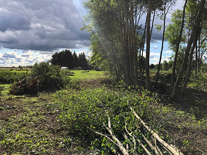 Võsalõikus väikegiljotiiniga ja äravedu (7 foto / 7)