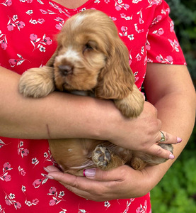 Angļu kokerspaniels (3 foto no 3)