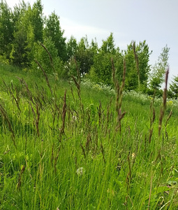 Kupna tn 3, Viru-Jaagupi, Vinni vald, Lääne-Virumaa (14 foto / 16)