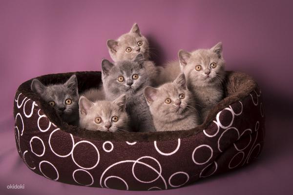 Клубные британские котята,питомник Warlook (фото #1)